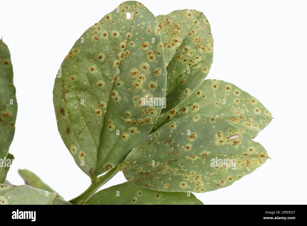Faba or broad bean rust, Uromyces viciae-fabae, pustules on a broad bean leaf Stock Photo