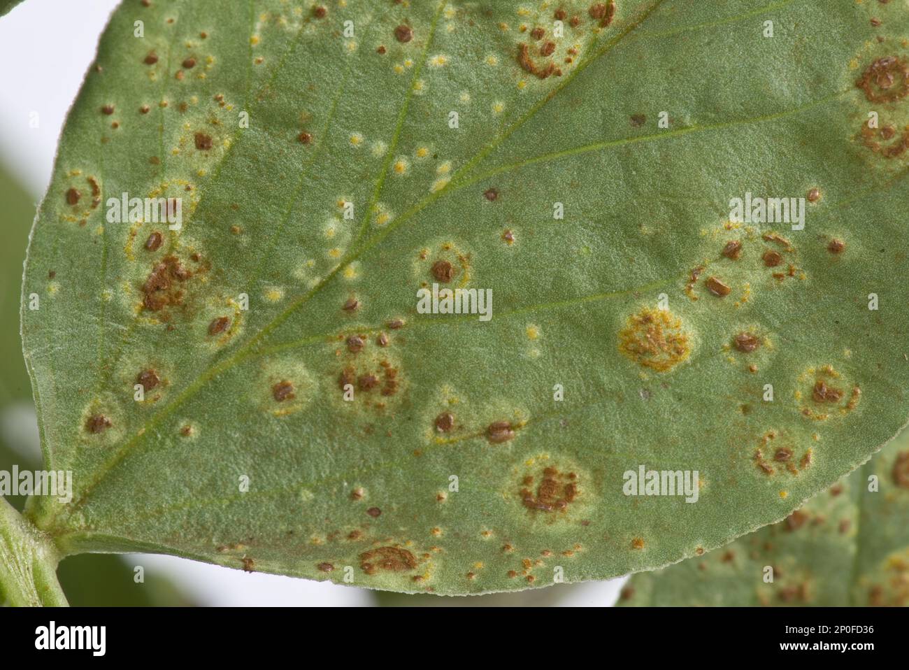 Faba or broad bean rust, Uromyces viciae-fabae, pustules on a broad bean leaf Stock Photo