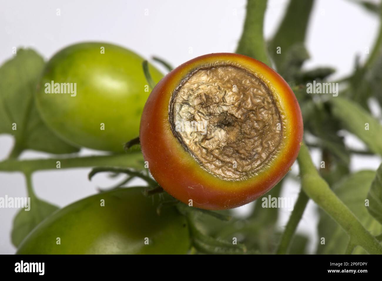 Blossom end rot, calcium deficiency symptoms on a greenhouse-grown tomato fruit Stock Photo