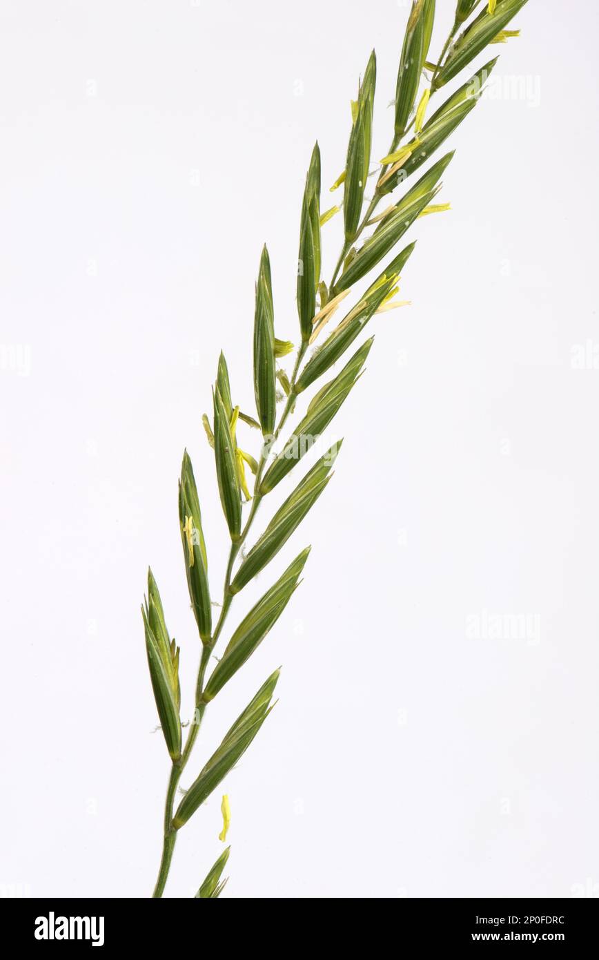 Couch grass (Elymus repens), flowering spike of important agricultural weed Stock Photo