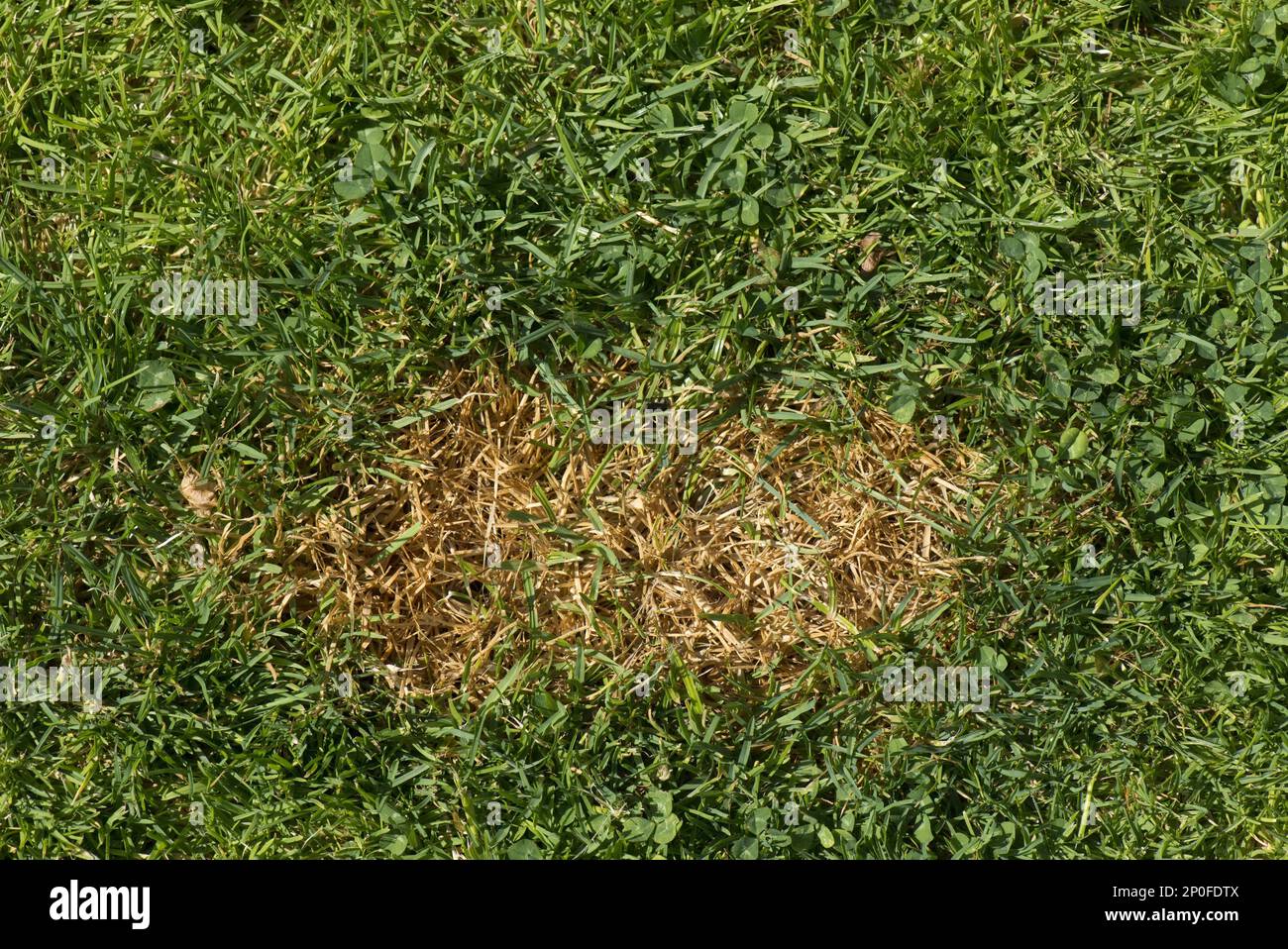 Dead grass stain on a lawn caused but a dog urinates, Berkshire Stock