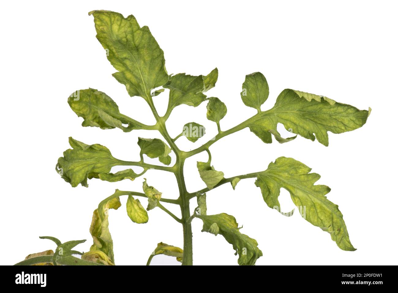 Tomato fern leaf a symptom of TMV, CMV or PepMV virus on tomato plants Stock Photo