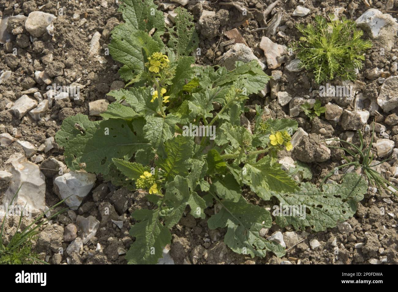 Short char, Sinapsis arvensis, flowering weed on stony ground, Berkshire Stock Photo