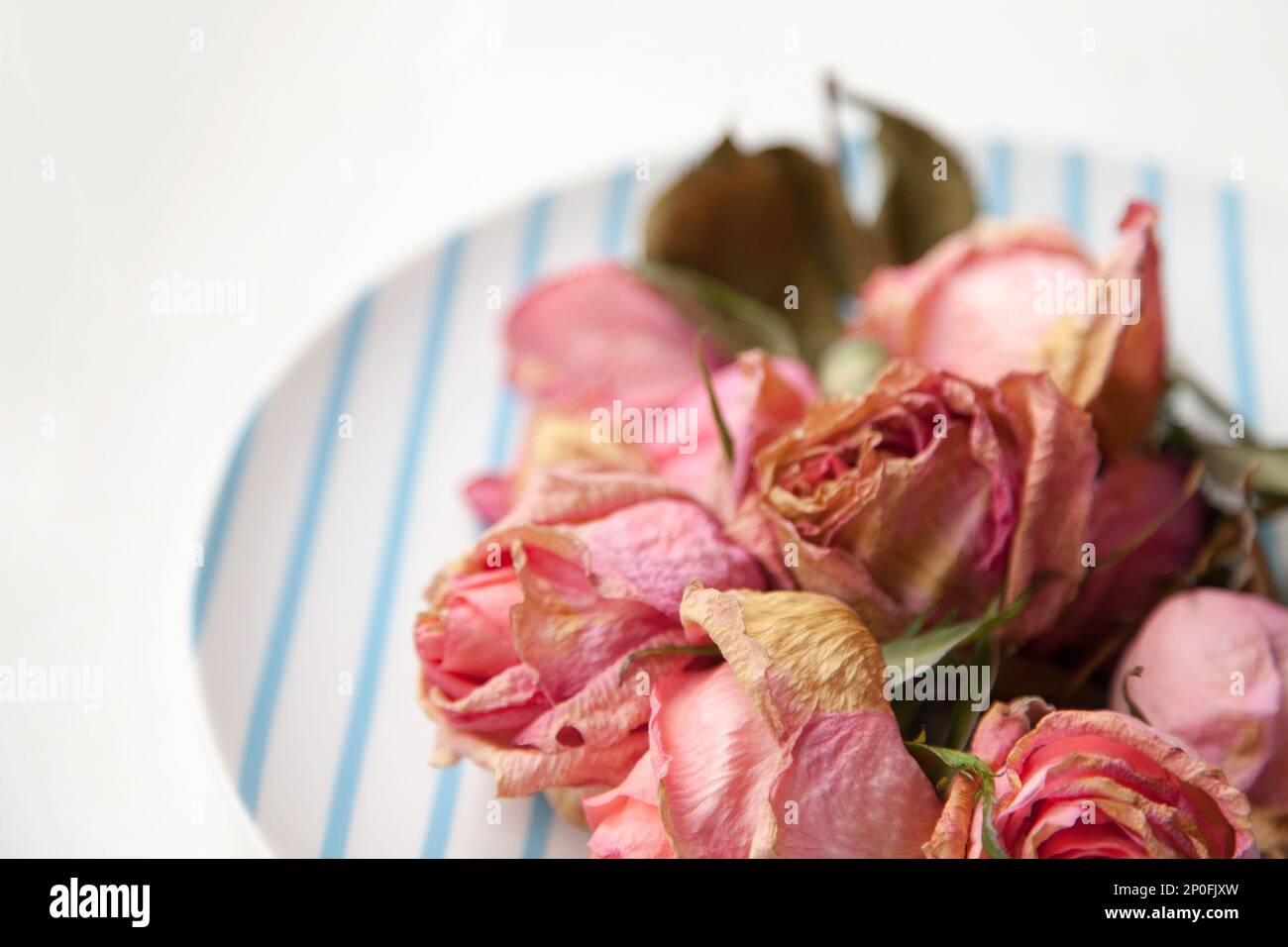 Beautiful tender sad depression dry pink roses on a blue and white striped plate with copy space