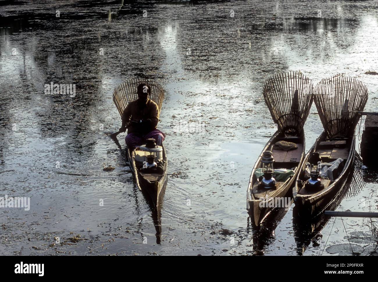Kerala backwater fish hi-res stock photography and images - Alamy