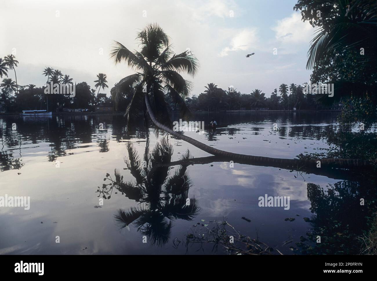 The coconut tree has fallen during heavy storm and then again it comes