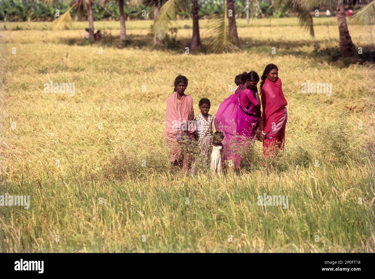 Daughters of the soil standing in between the rice field near Madurai, Tamil Nadu, India Stock Photo