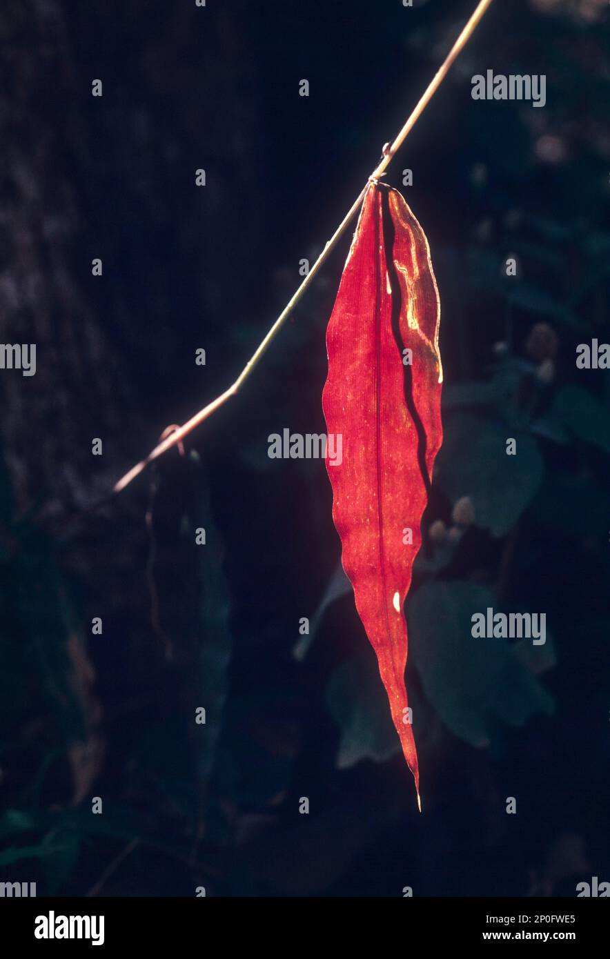 Senescence Leaf, India. Old leaf going to fall down Stock Photo