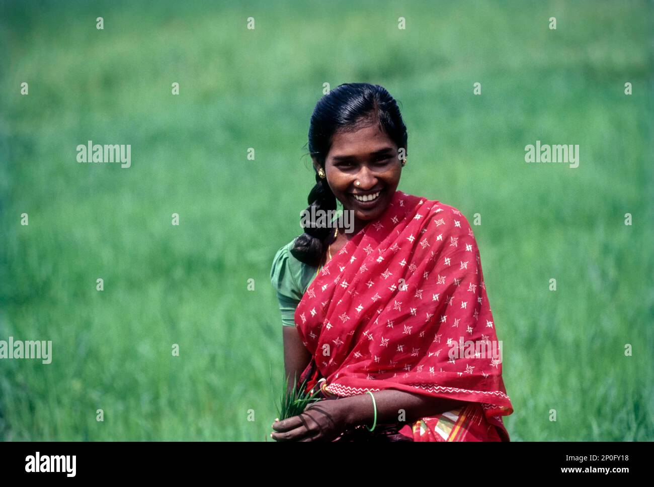 A Labourer at the rice paddy field in Madurai, Tamil Nadu, India Stock Photo