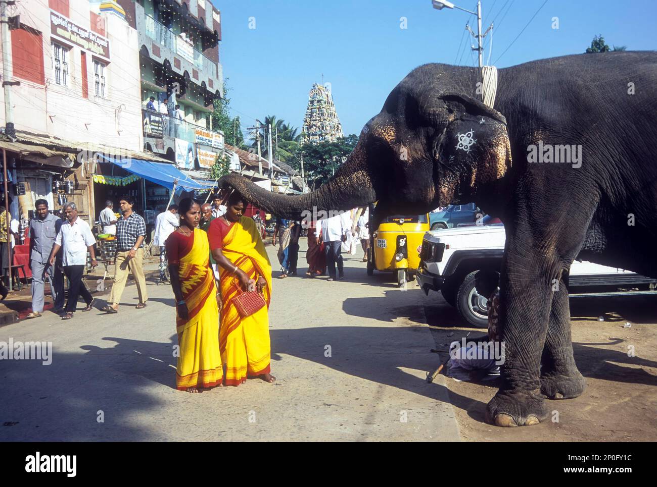 Women being blessed by temple elephant in Palani, Tamil Nadu, India, Asia Stock Photo