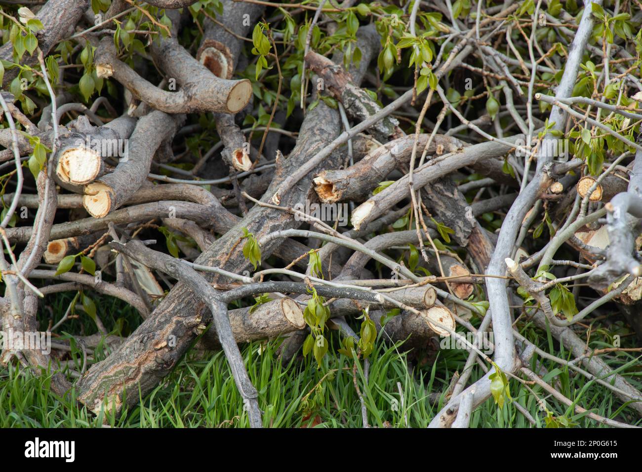 a bunch of branches after pruning a poplar tree in spring lie Stock