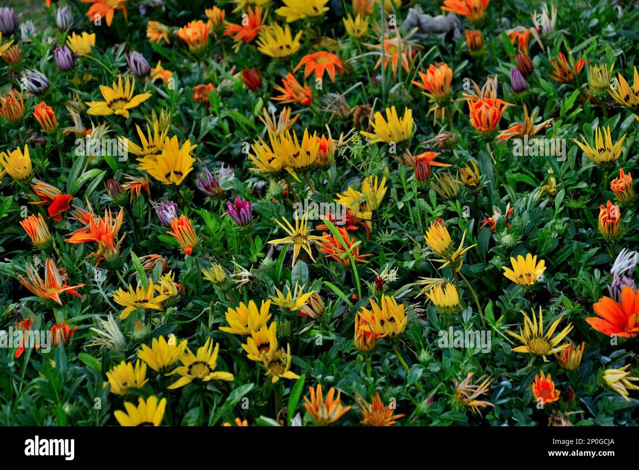 Valley Of Flowers, Statue Of Unity complex, tallest statue in the world ...