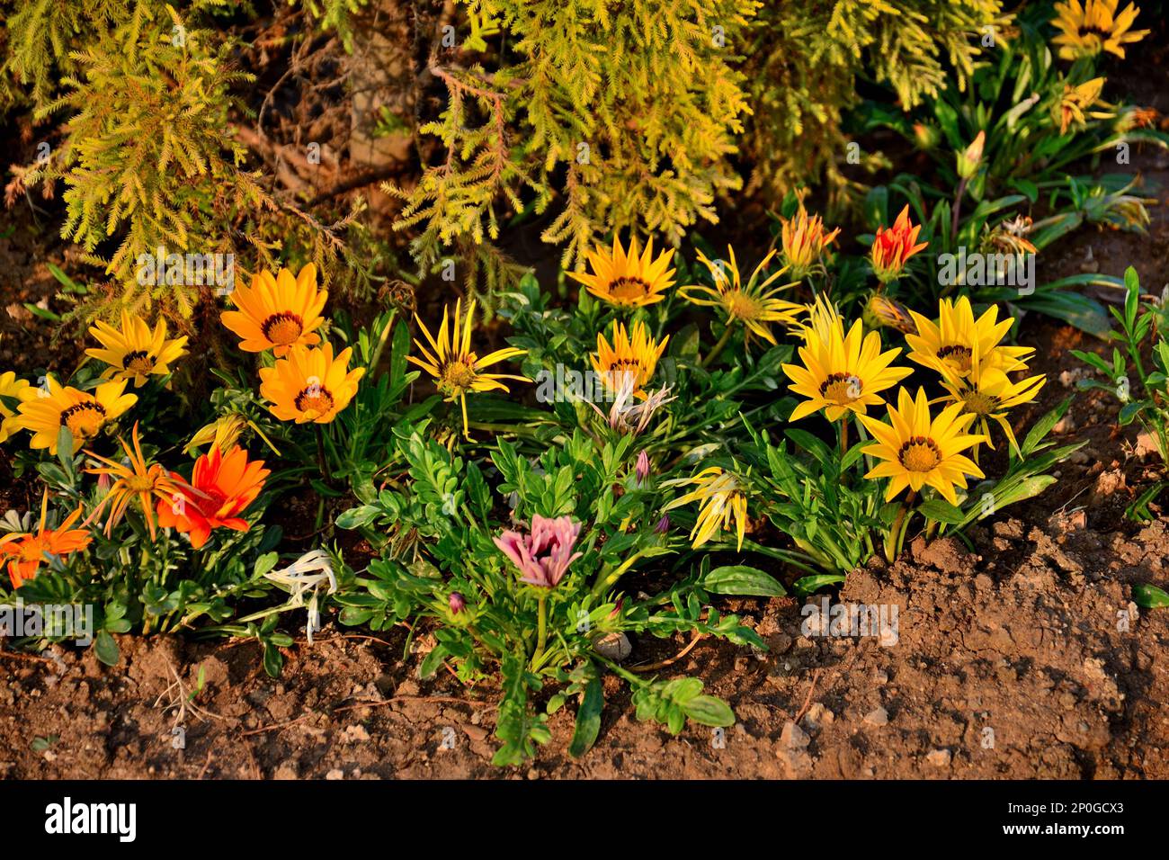 Valley Of Flowers, Statue Of Unity complex, tallest statue in the world, located in the Kevadia