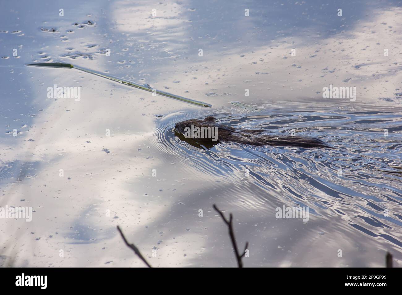 muskrat floats on water. the water reflects the sky Stock Photo - Alamy