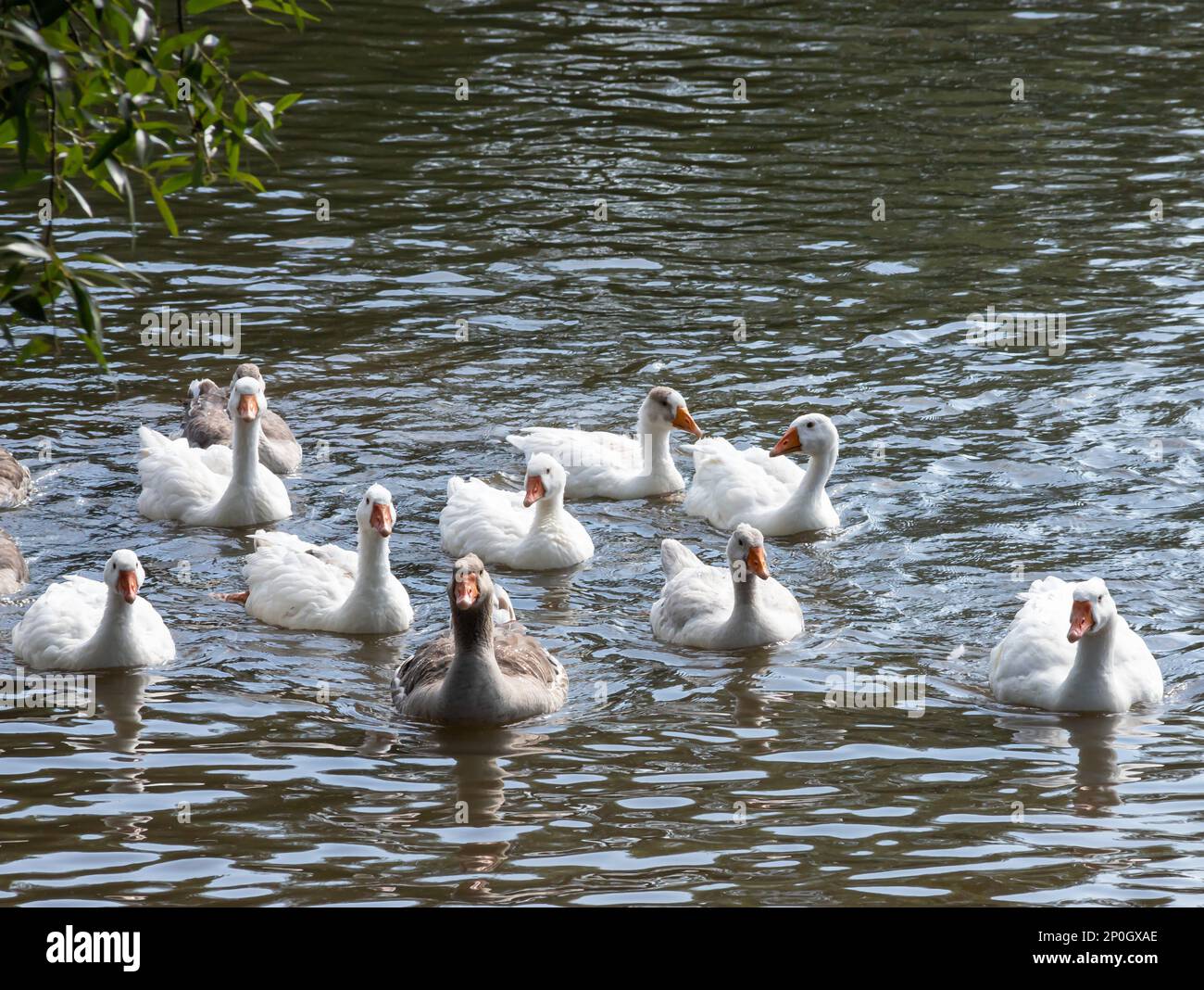 Geese In Water Gray geese in water hi-res stock photography and images - Alamy