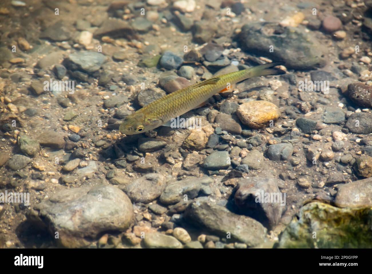 a flock of fish swims in the water of the lake on the shoal Stock Photo ...