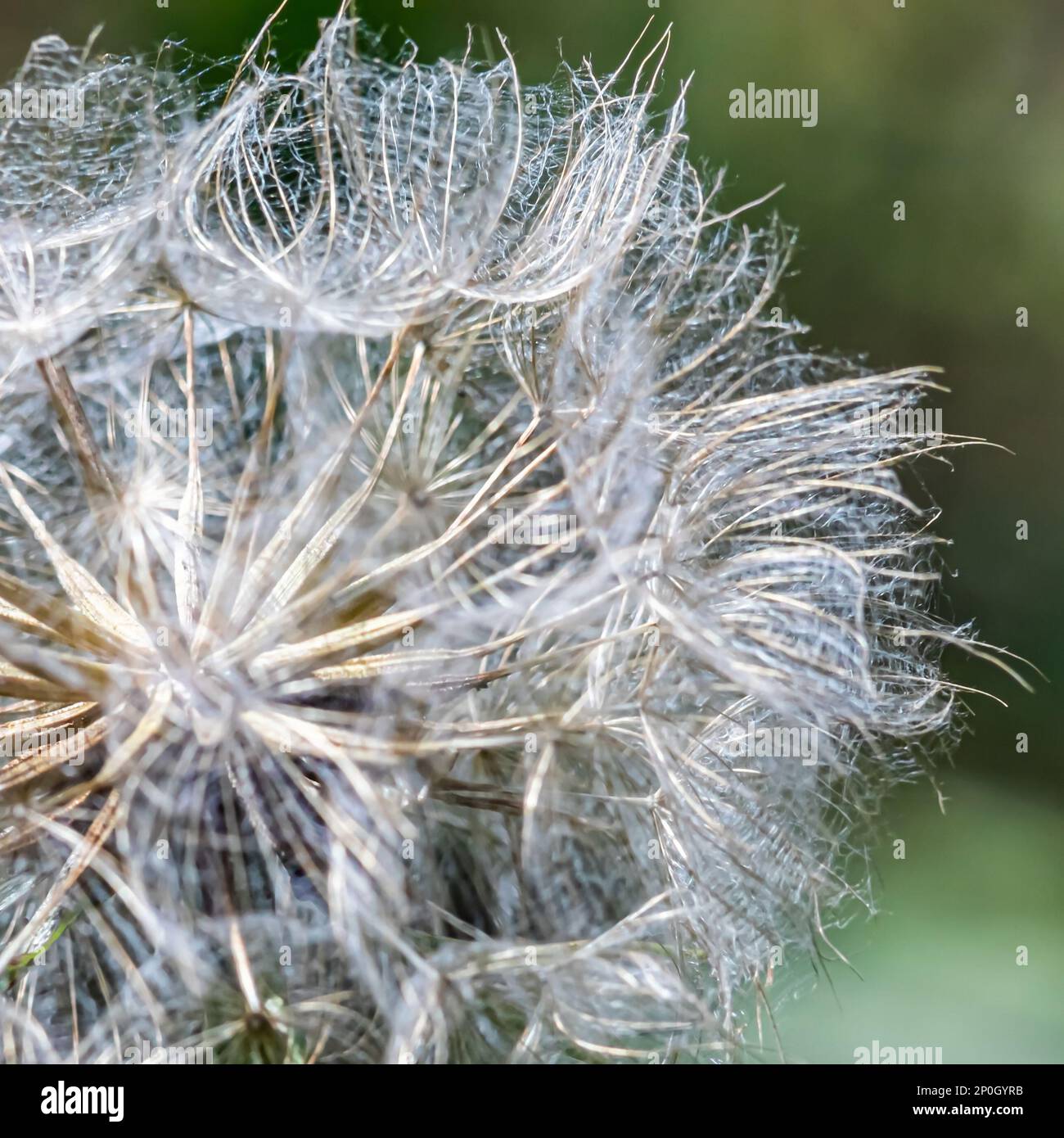 Goatgrass A large dandelion from the east on a green background Stock Photo