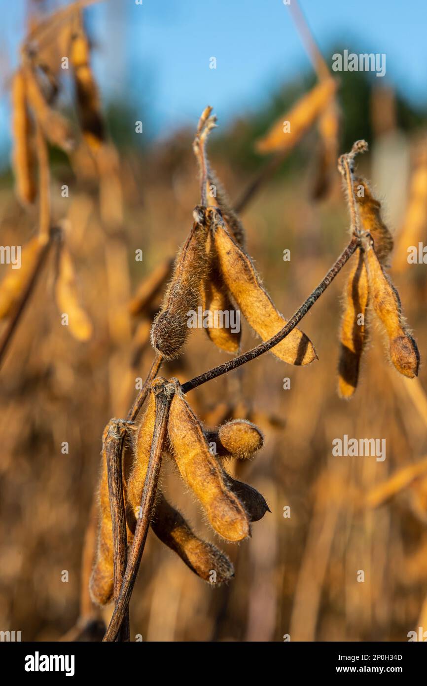 Soybeans pod macro. Harvest of soy beans agriculture legumes plant