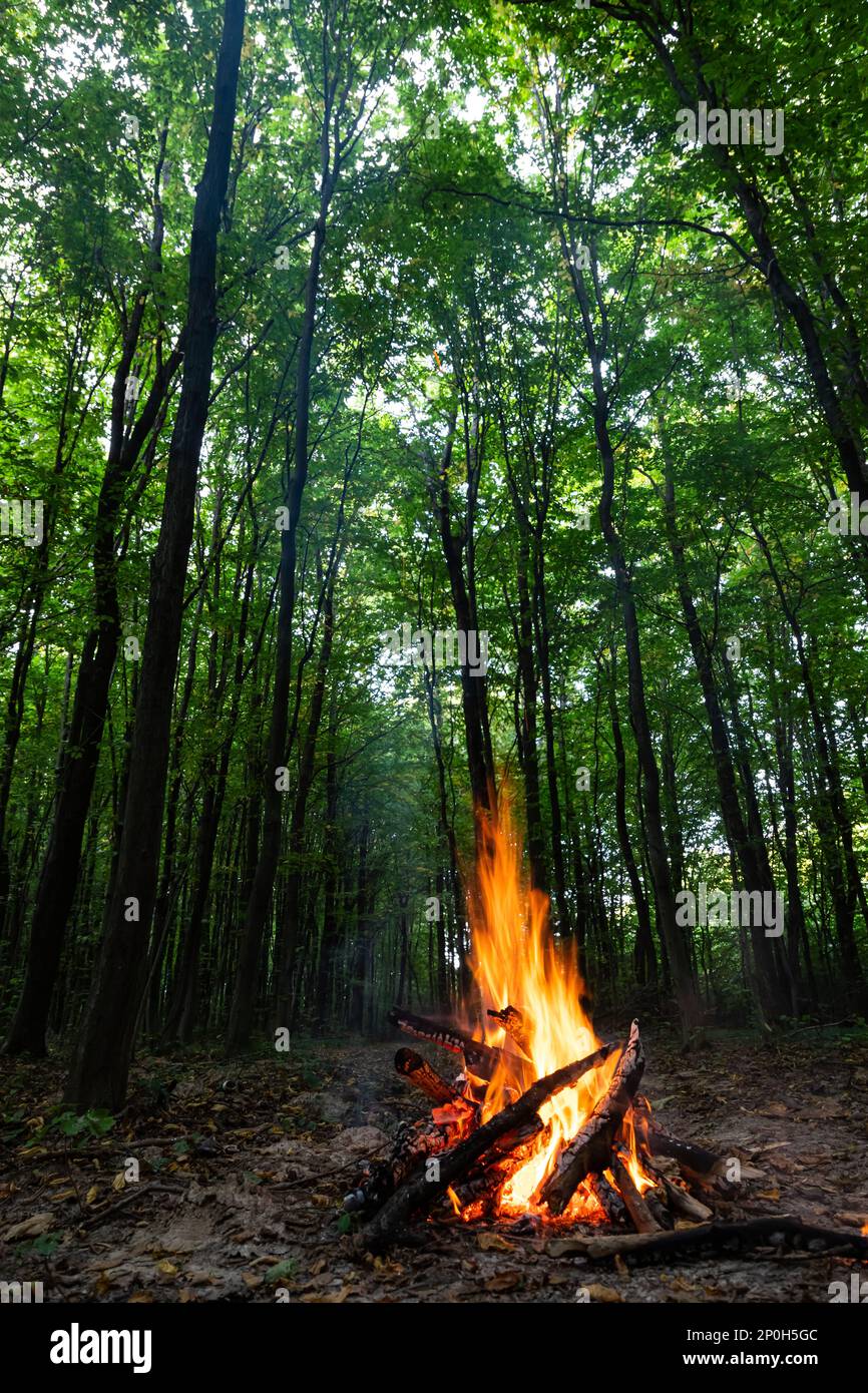 Burning fire. The bonfire burns in the forest. Texture of burning fire ...