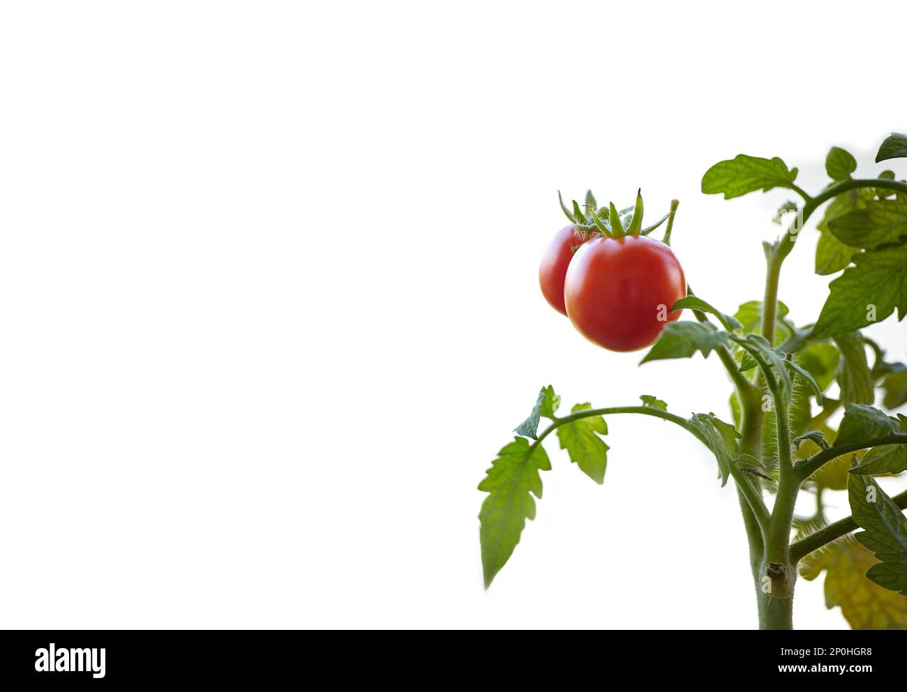 Tomato grows in a greenhouse. Growing fresh vegetables in a greenhouse Stock Photo