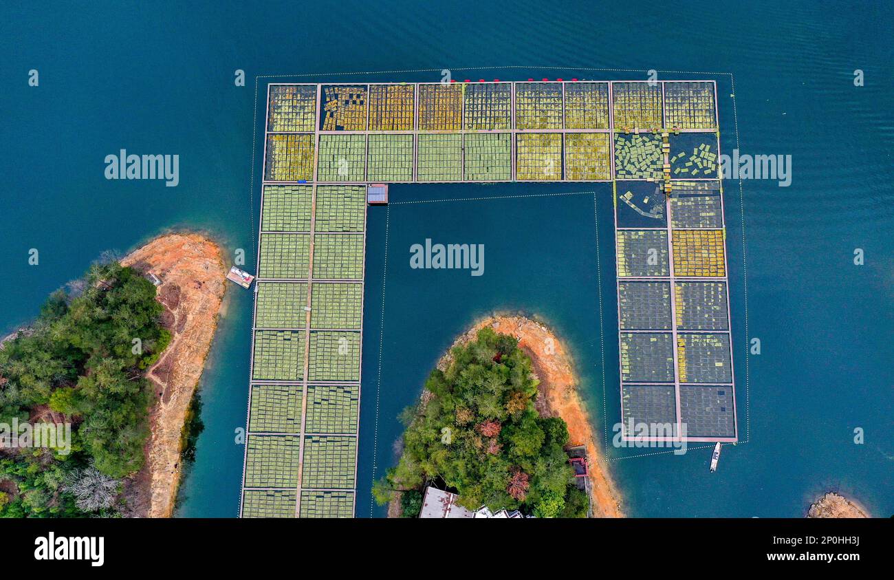 Aerial photo shows the vegetable garden floating on Qiandao Lake in Chun'an  County, Hangzhou City, east China's Zhejiang Province, 1 March, 2023.  (Photo by ChinaImages/Sipa USA Stock Photo - Alamy