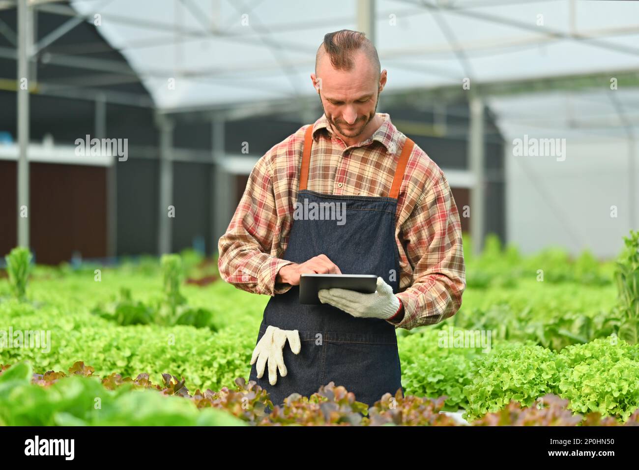 Smiling smart farmer in apron using digital tablet and checking quality ...