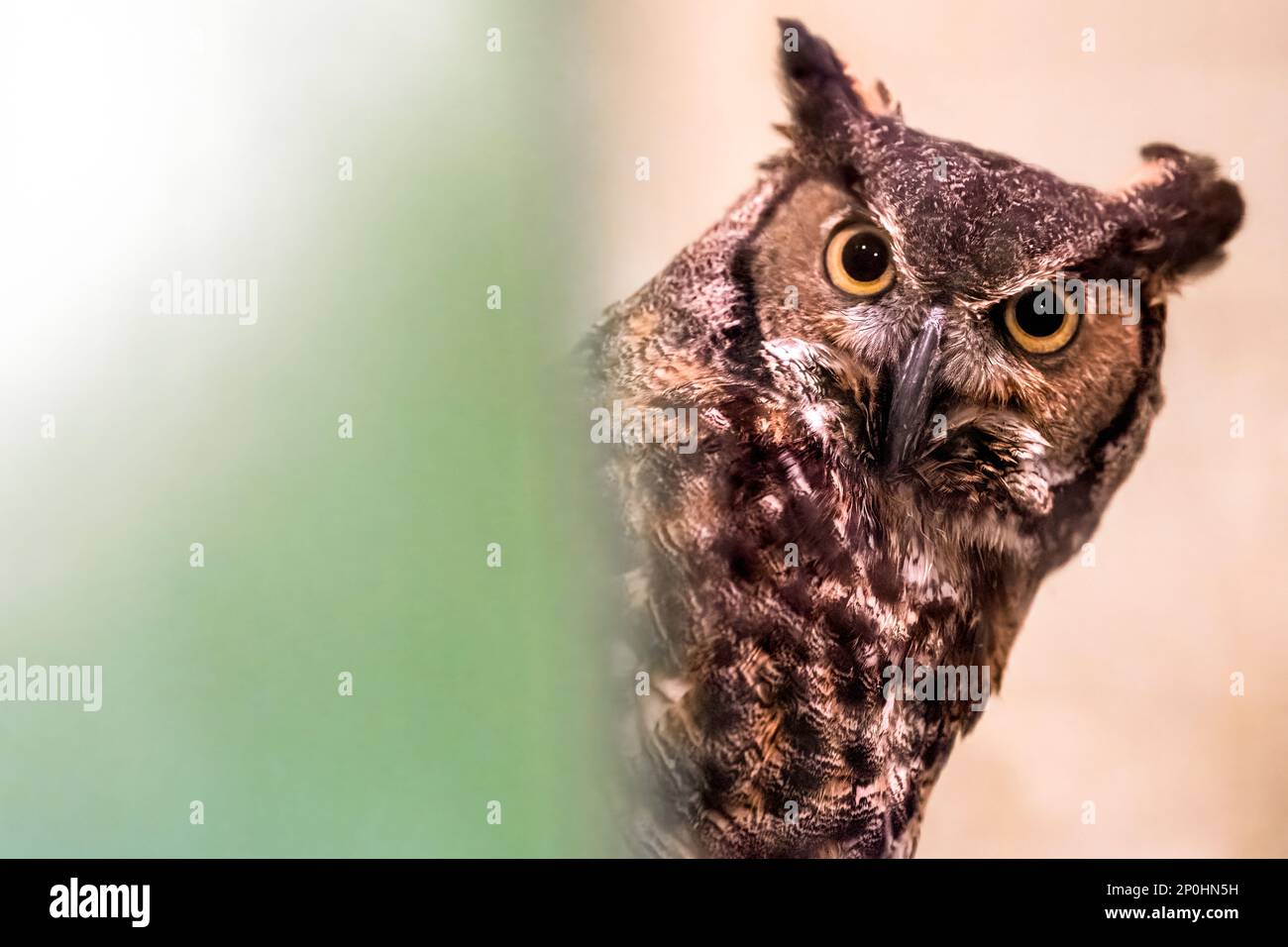 mosh-great-horned-owl-hi-res-stock-photography-and-images-alamy