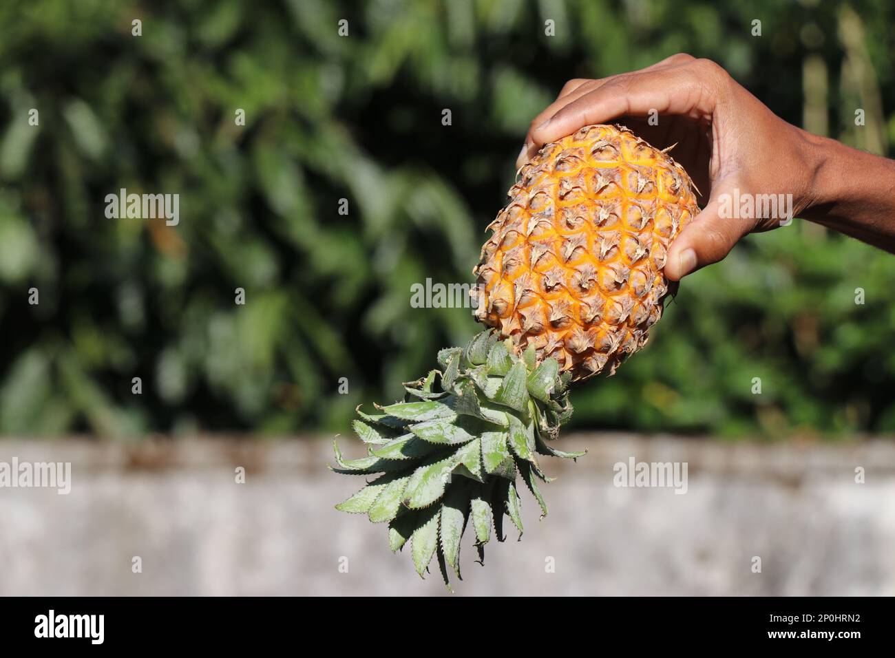 Pineapple fruit held in hand upside down on a natural background. Pineapple is a fruit that has a sweet taste Stock Photo