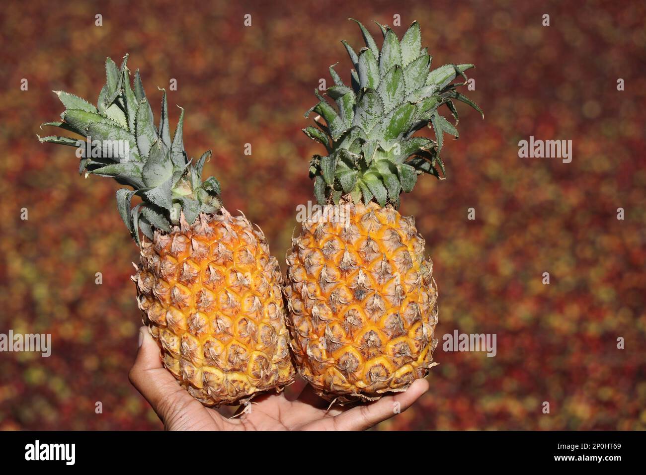 Fresh Pineapples held in hand after harvesting from fruit fields Stock Photo