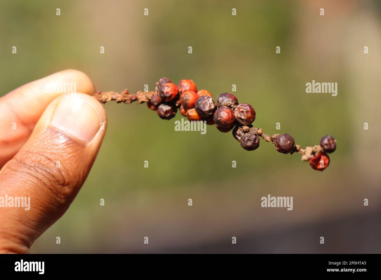 Fresh Peppercorn Berries with different ripening stages on a Pepper