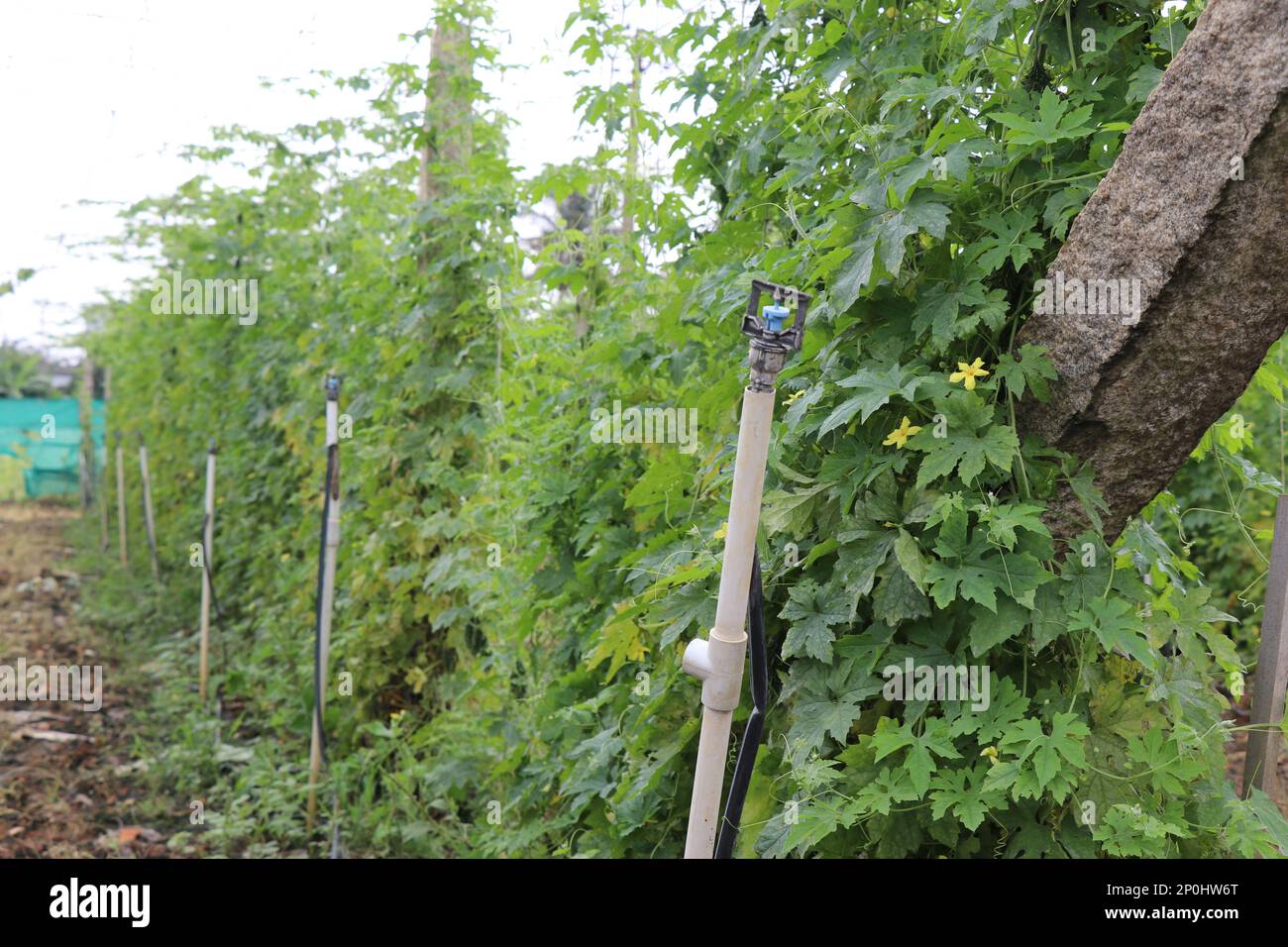 A drip irrigation system and small sprinkler system are used on a bitter gourd or bitter melon farm with a view of fresh vine growing Stock Photo