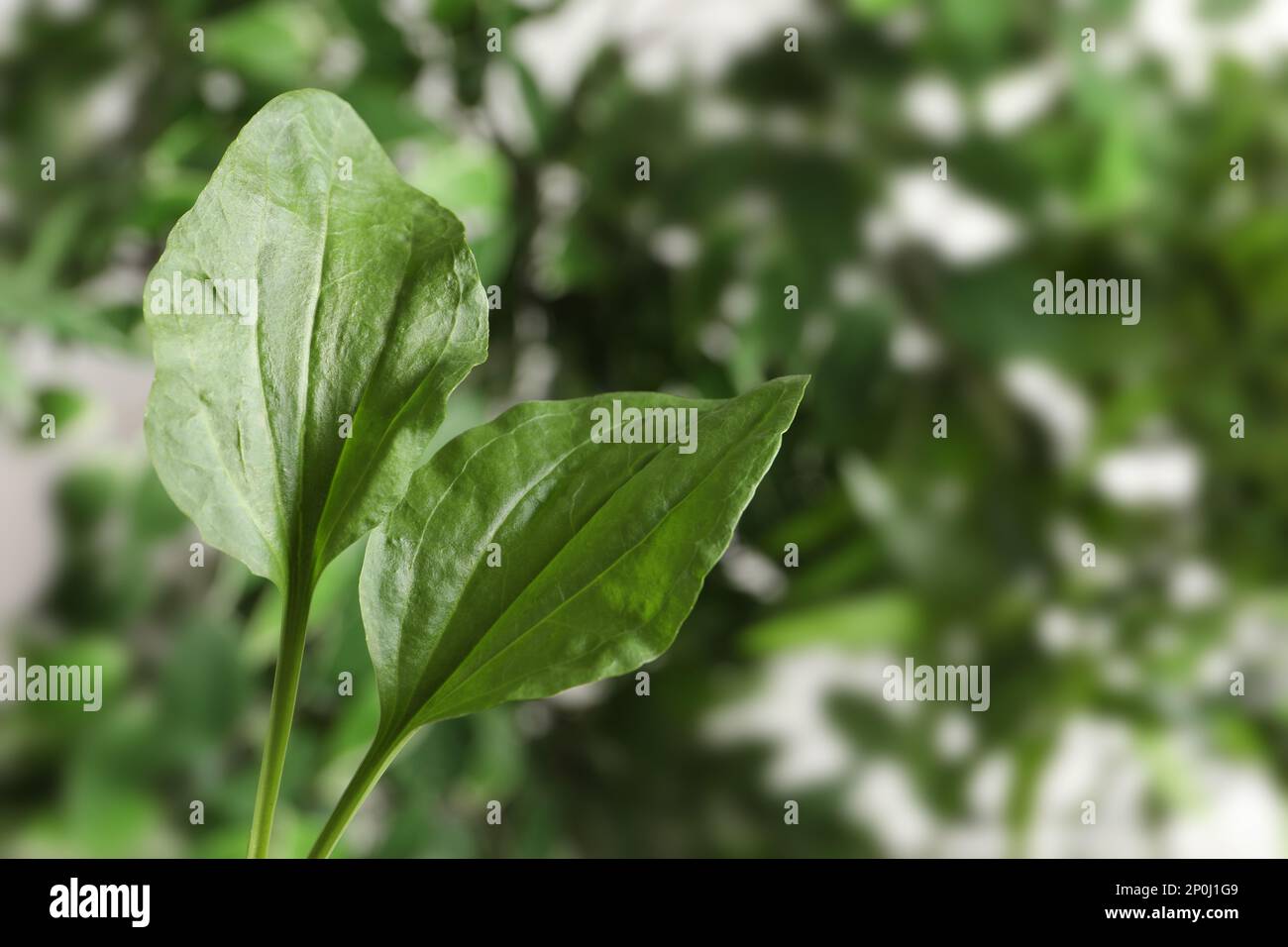 Green broadleaf plantain leaves outdoors, space for text. Medicinal herb Stock Photo