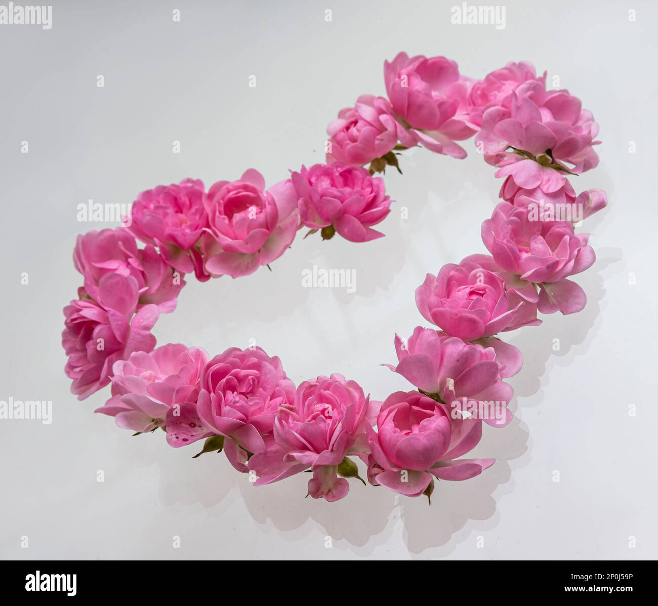 Pink roses Heart shape.on white background.Rose is a flower symbol