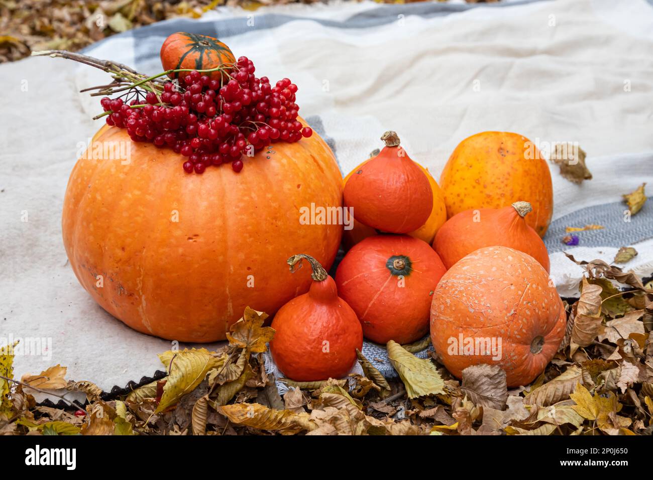 View garden yellow pumpkins hi-res stock photography and images - Alamy