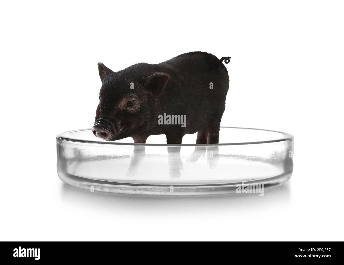 Small pig in Petri dish on white background. Cultured meat concept Stock Photo