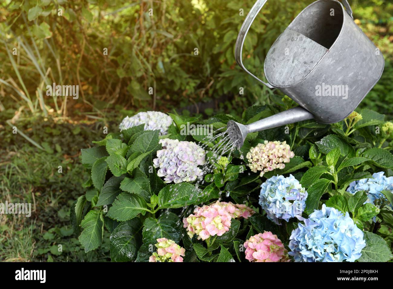 Watering beautiful blooming hortensia plants in garden Stock Photo