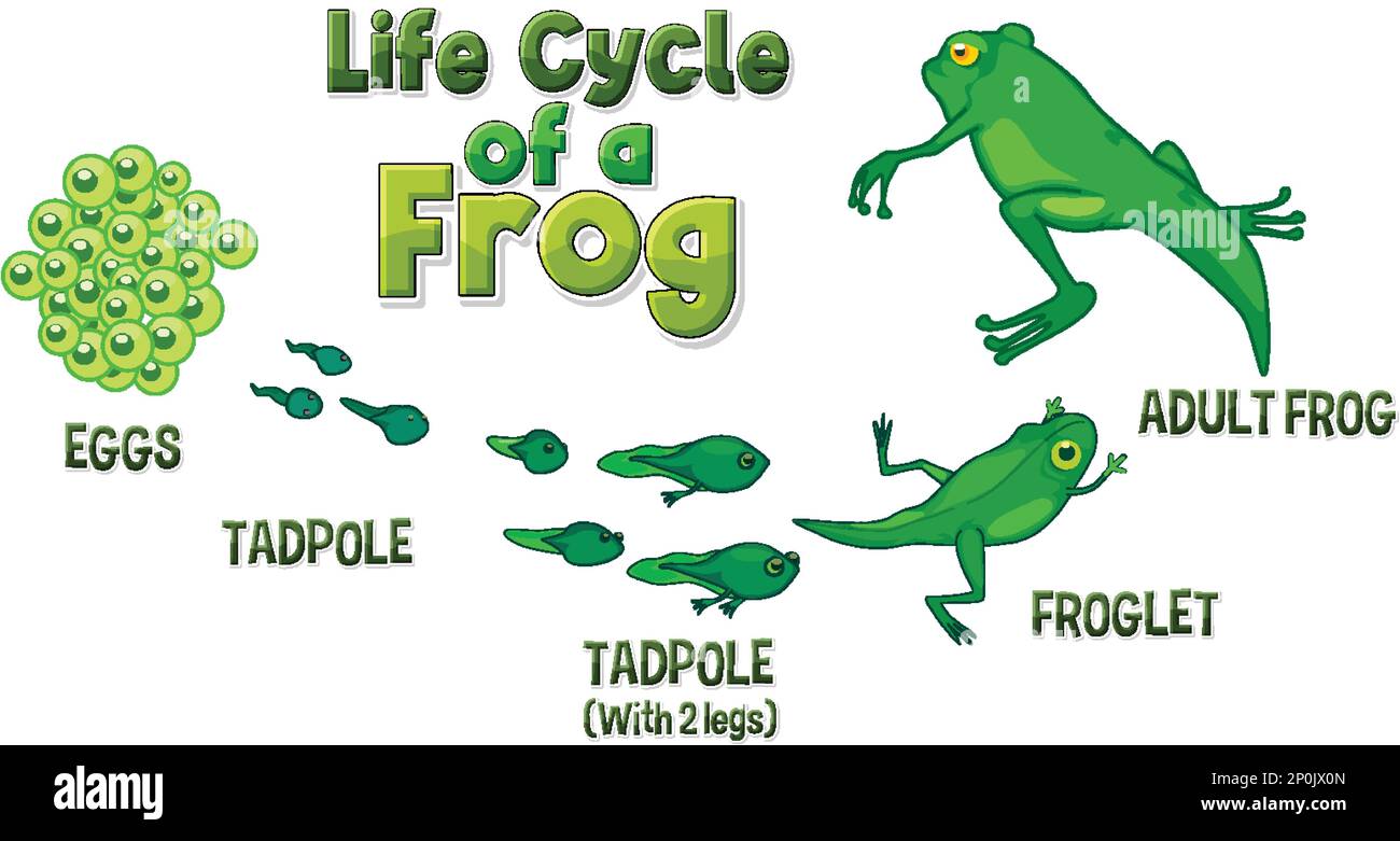 Frog Life Cycle Diagram Illustration Stock Vector Image Art Alamy frog-life-cycle-diagram-illustration-stock-vector-image-art-alamy