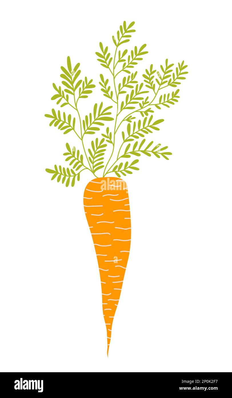 Vector carrot sketch Stock Vector