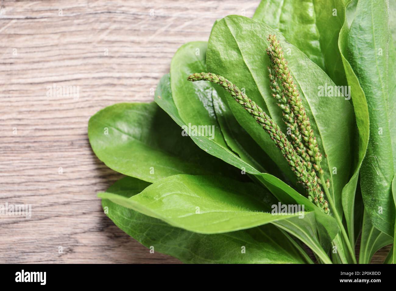 Green broadleaf plantain leaves on wooden table, closeup Stock Photo