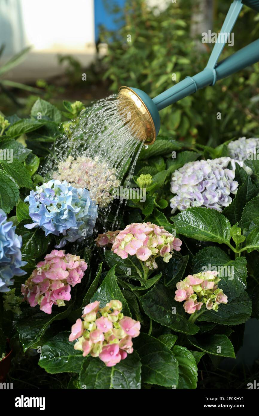 Watering beautiful blooming hortensia plants in garden Stock Photo