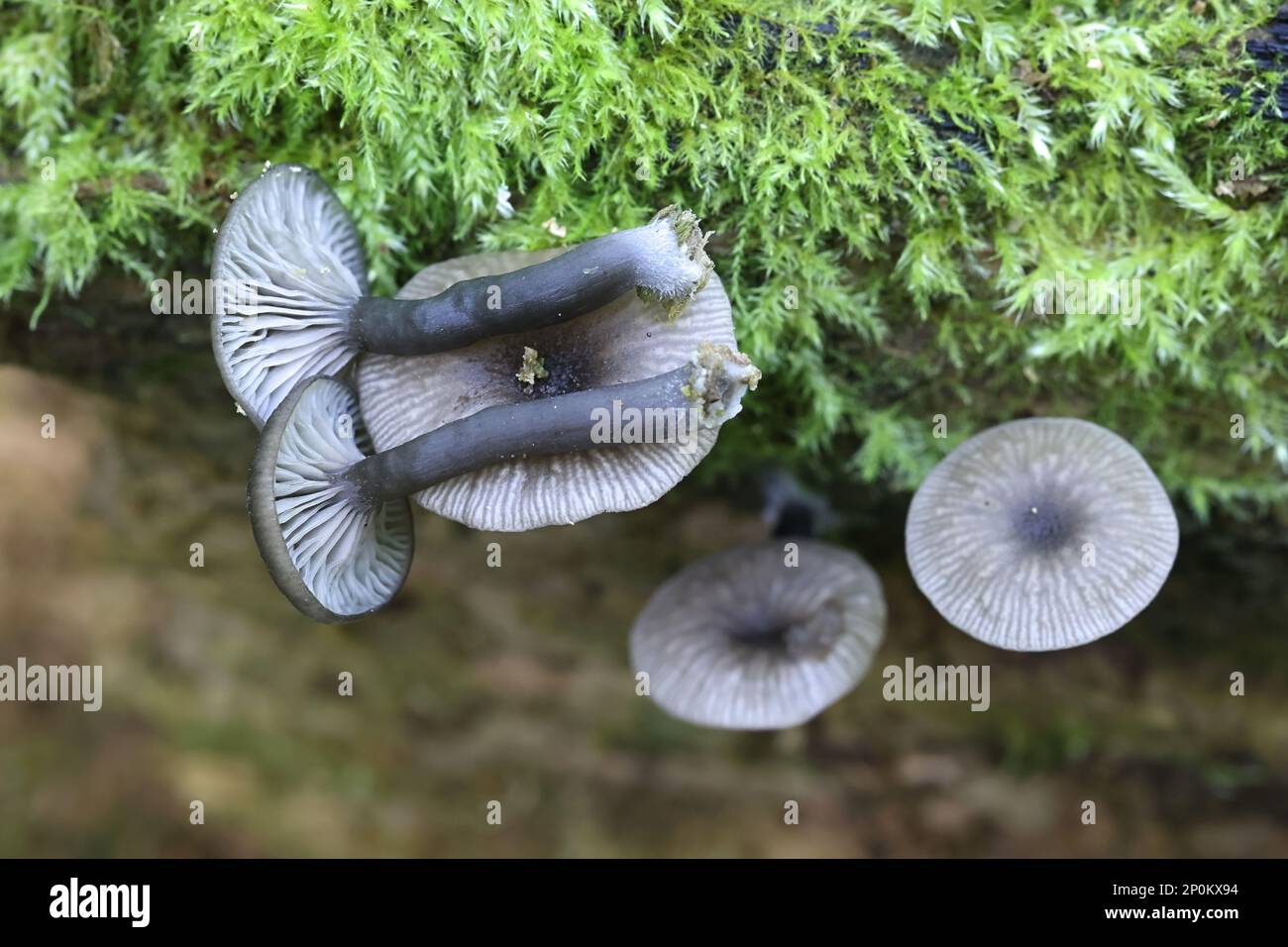 Arrhenia epichysium, small grey mushroom growing on spruce log in Finland, no common English name Stock Photo