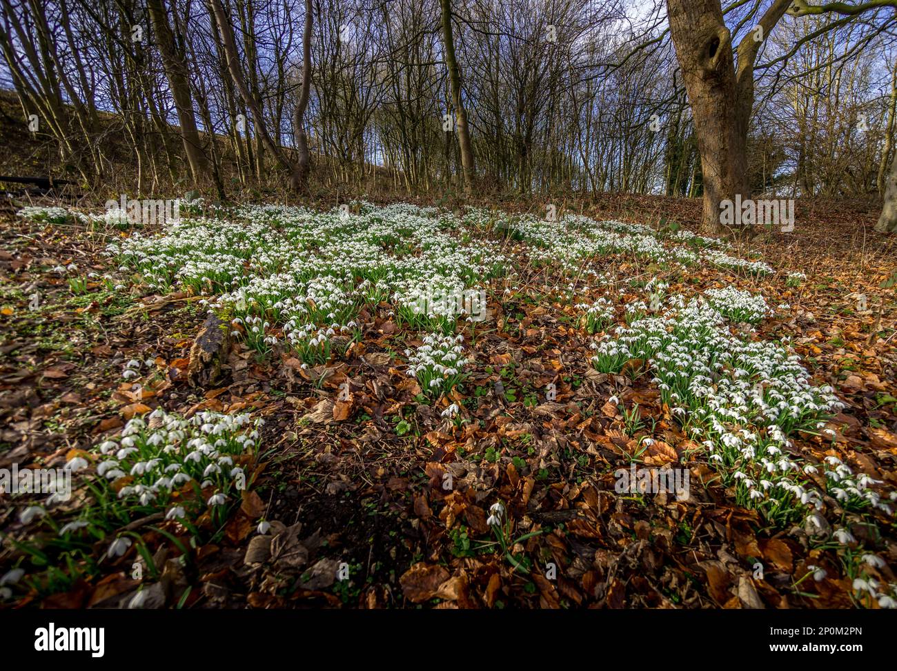 Early spring wildflowers hi-res stock photography and images - Alamy