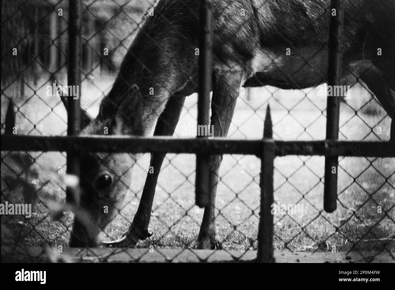 Archives 80ies: Animals in captivity, at Tete d'Or Park zoo, Lyon
