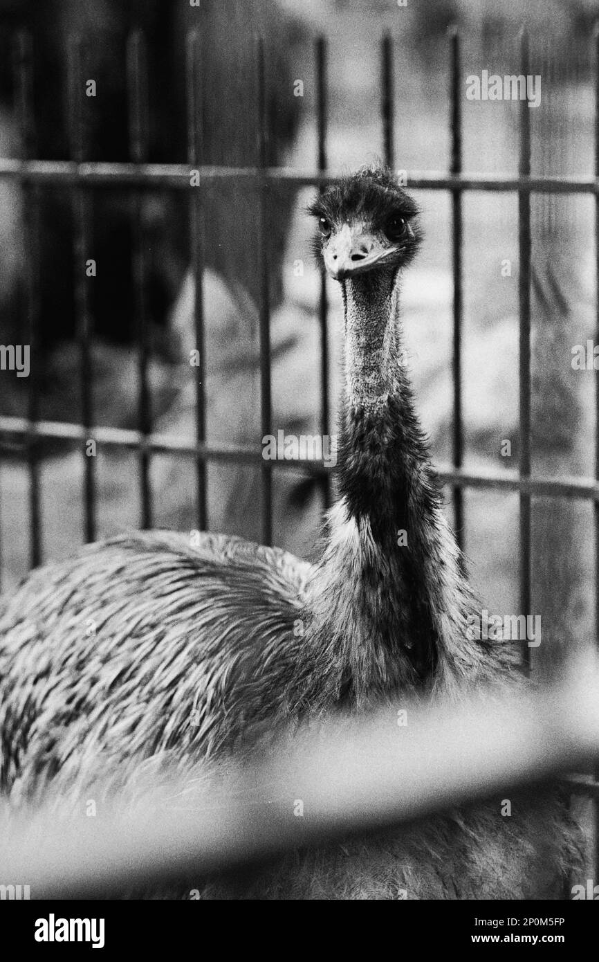 Archives 80ies: Animals in captivity, at Tete d'Or Park zoo, Lyon