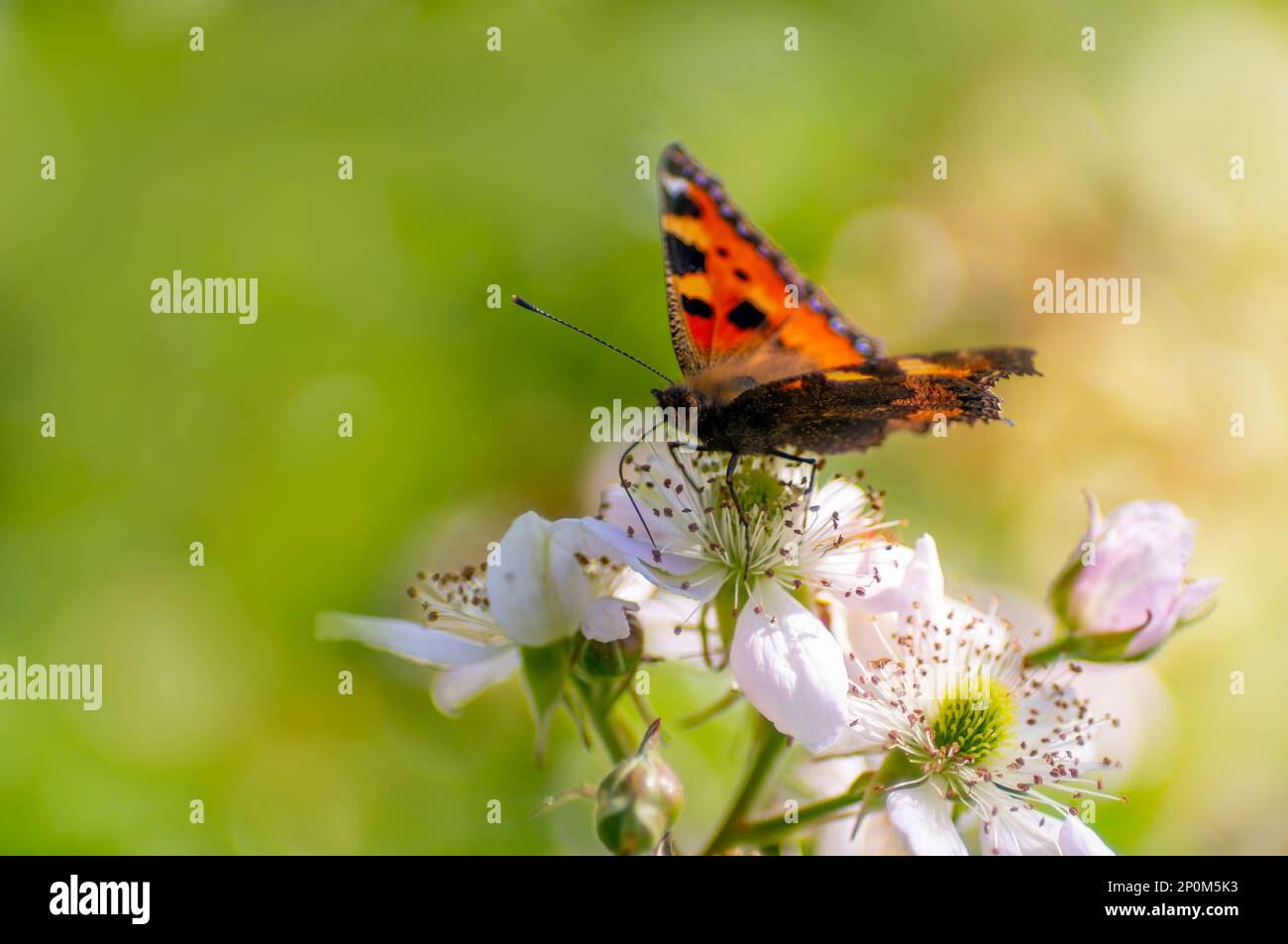 a butterfly sits on a flower and nibbles necktar Stock Photo - Alamy