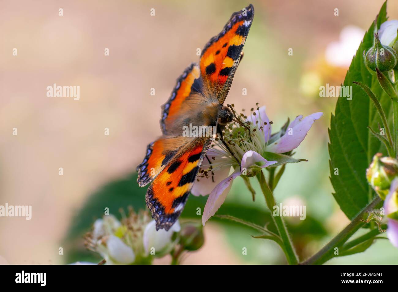 a butterfly sits on a flower and nibbles necktar Stock Photo - Alamy
