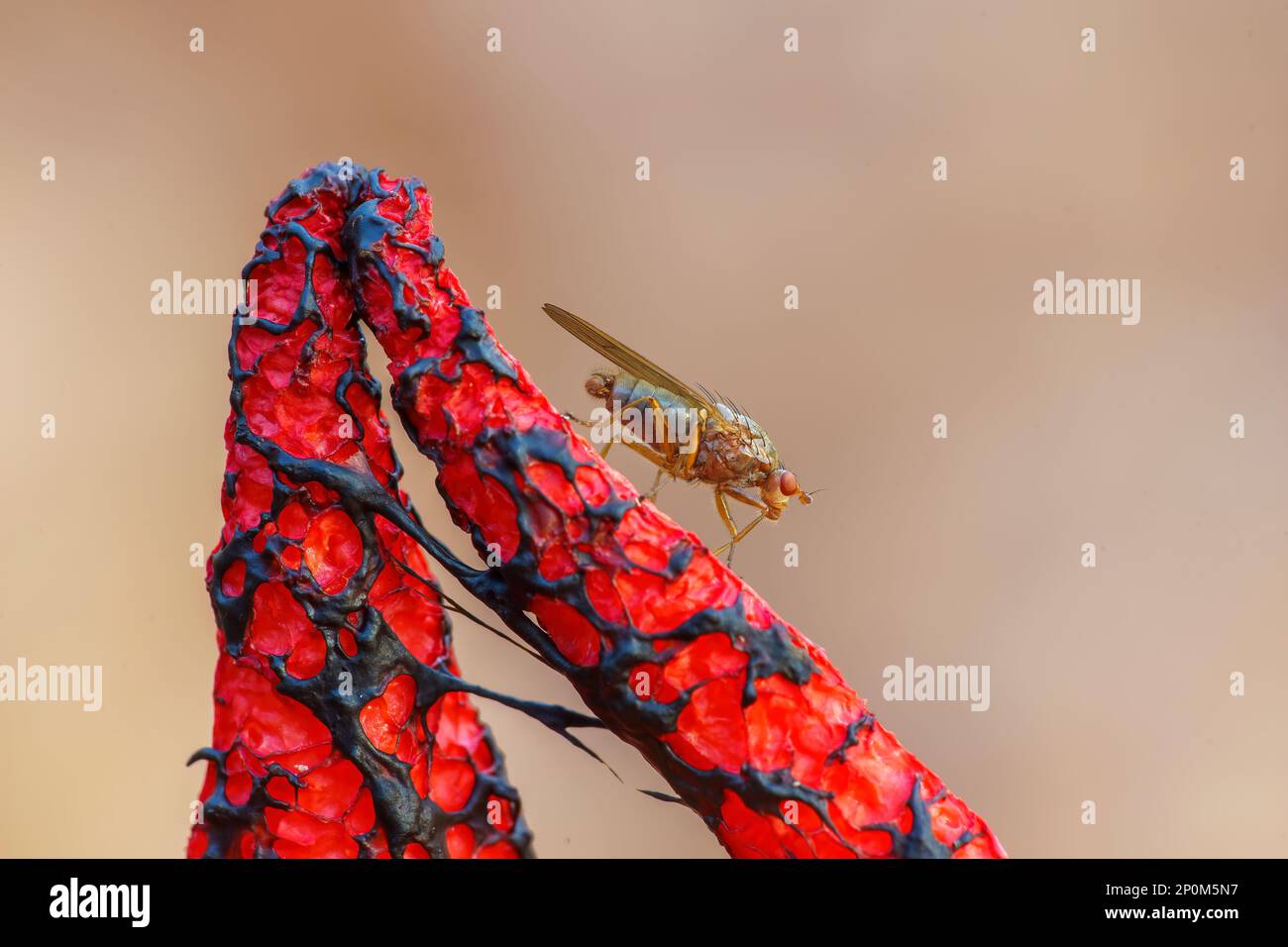 a fly is sitting on a stinking devil's finger mushroom Stock Photo - Alamy