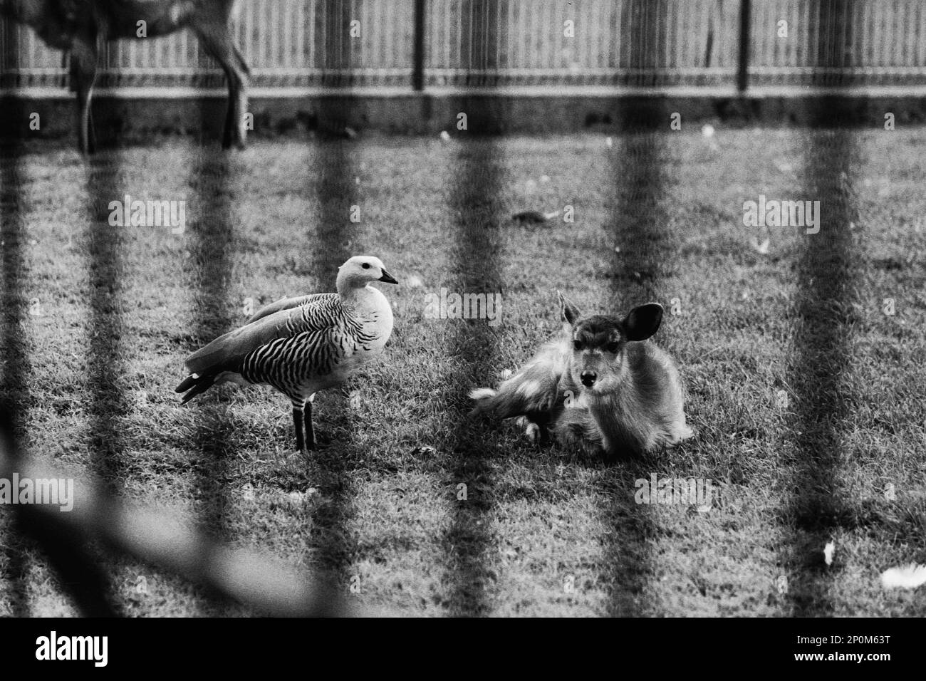 Archives 80ies: Animals in captivity, at Tete d'Or Park zoo, Lyon