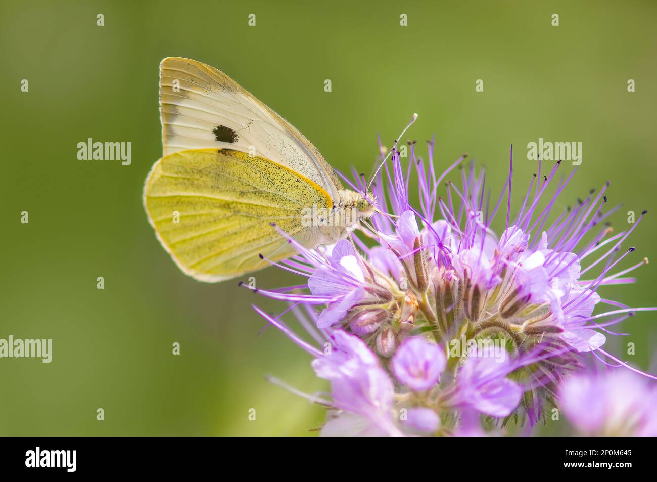 a butterfly sits on a flower and nibbles necktar Stock Photo - Alamy