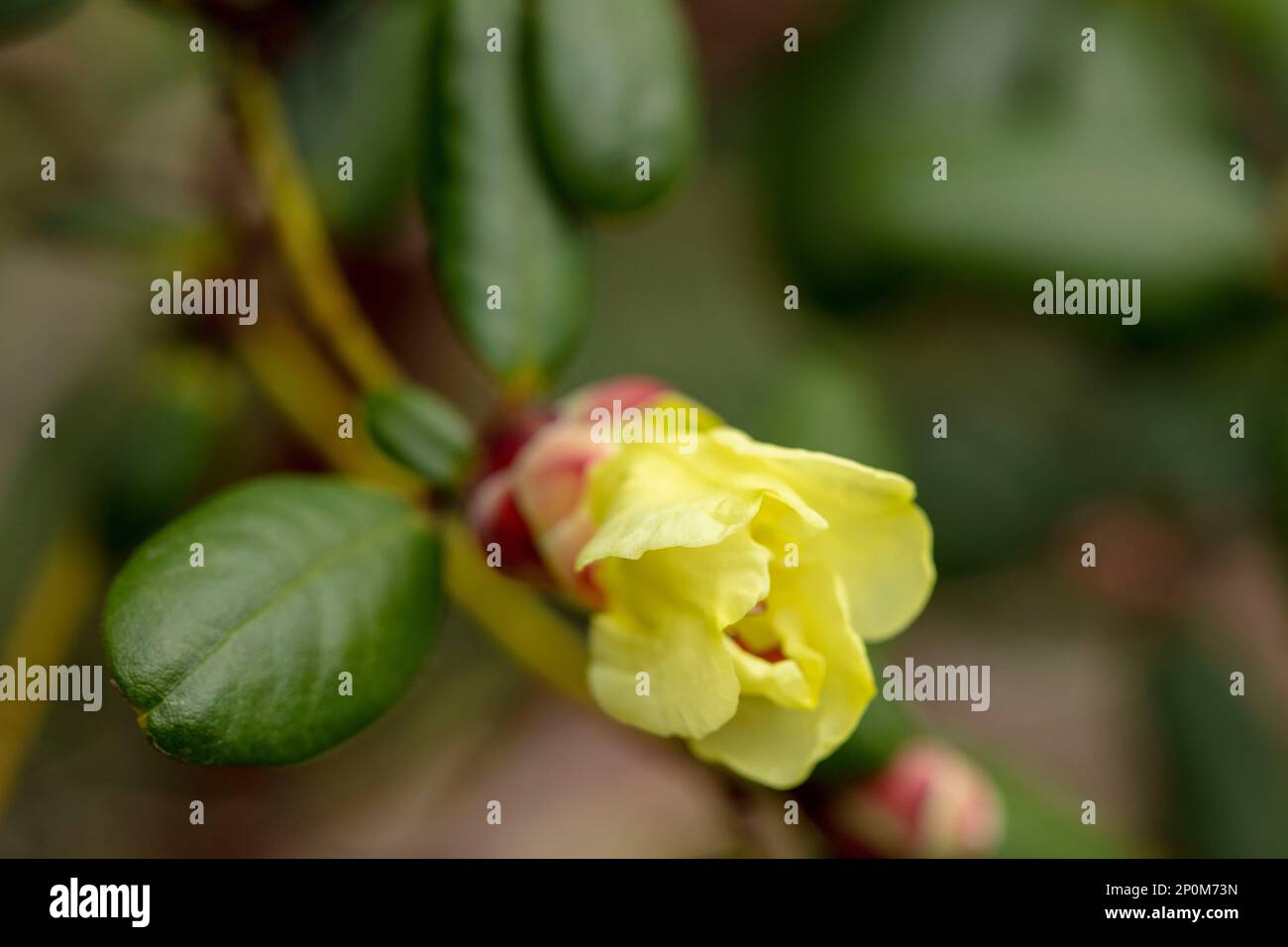 Yellow Rodedendron Close up natural flower portrait of yellow flowering Rhododendron ...